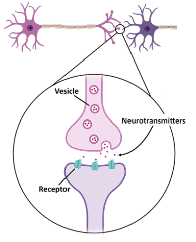 Connectome: How is Information Organized in The Brain? | Hippocampal